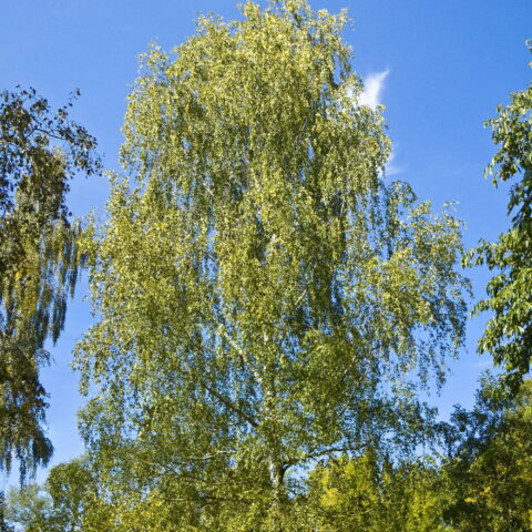 Betula pendula