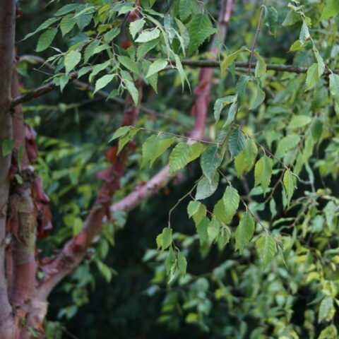 Betula albosinensis