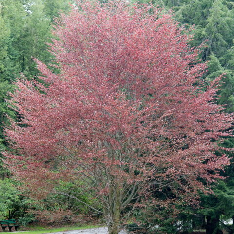 Fagus sylvatica "Riversii"