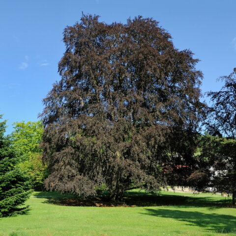 Fagus sylvatica "Purpurea"