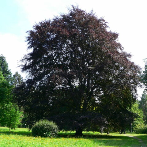 Fagus sylvatica "Atropunicea"