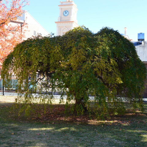 Sophora japonica "Pendula"