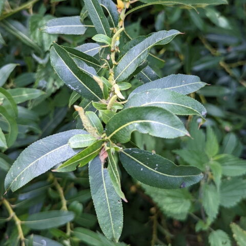 Salix triandra