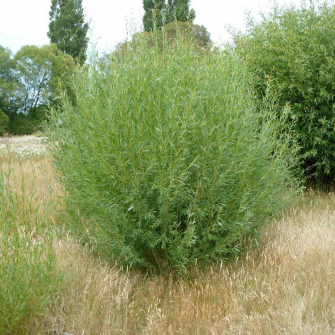 Salix viminalis
