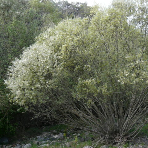 Salix elaeagnos