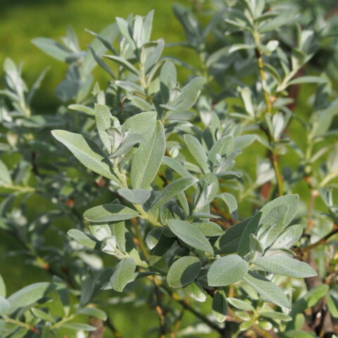 Salix helvetica