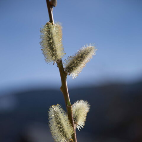 Salix daphnoides