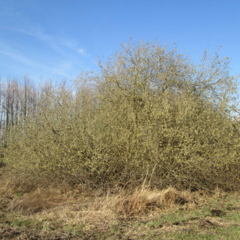 Salix cinerea