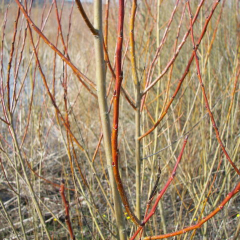 Salix purpurea