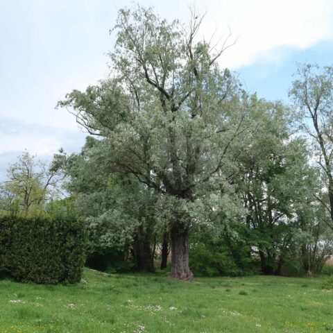 Salix alba