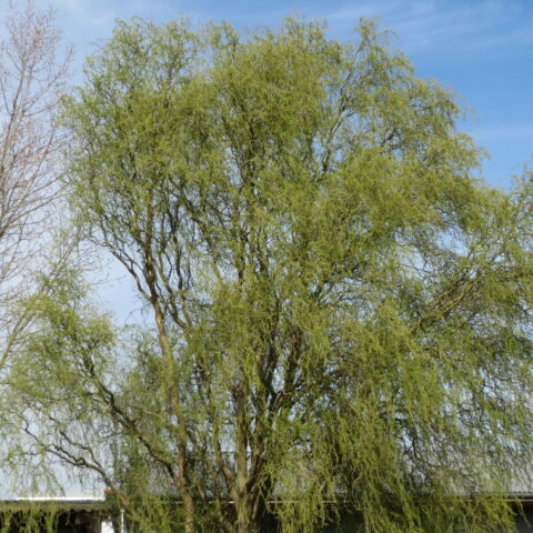 Salix babylonica "Tortuosa"