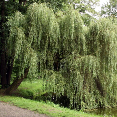Salix x sepulcralis