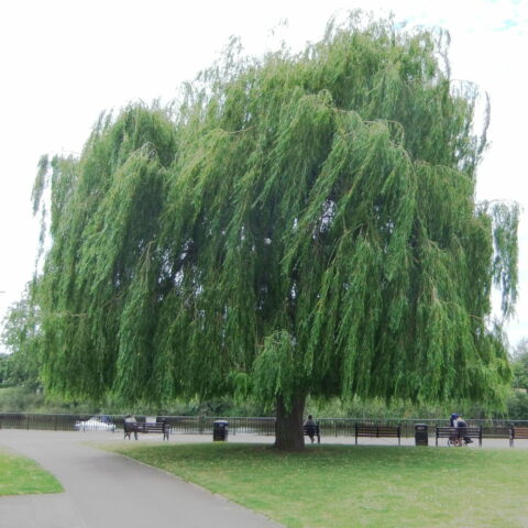 Salix babylonica