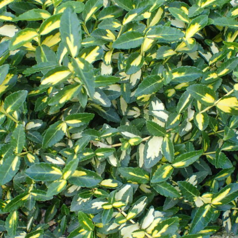 Euonymus fortunei "Blondy"