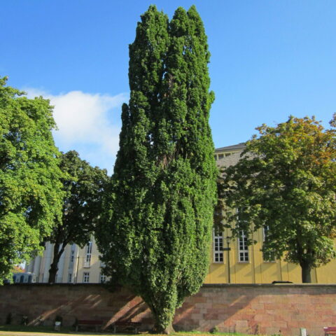 Quercus robur "Fastigiata