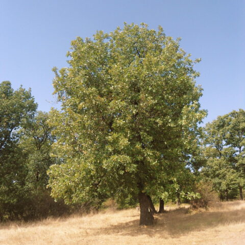 Quercus frainetto