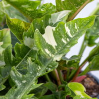 Philodendron "Ring of Fire"