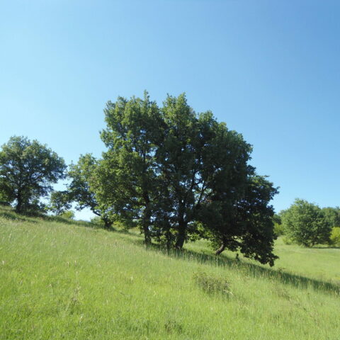 Quercus pubescens