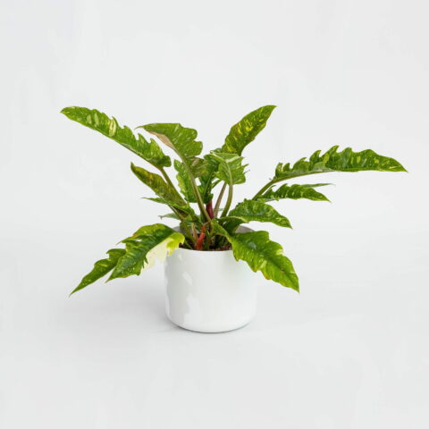 Philodendron "Ring of Fire"