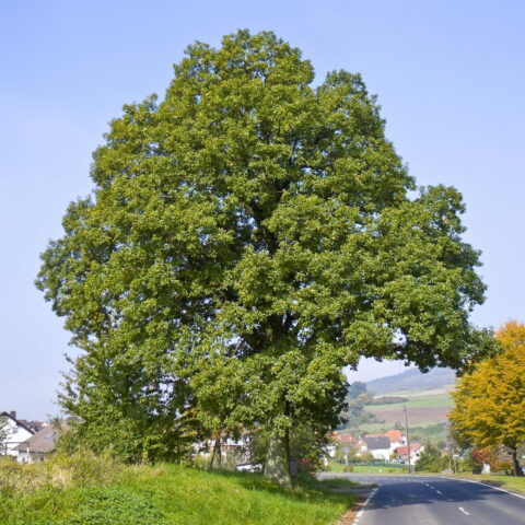 Quercus petraea