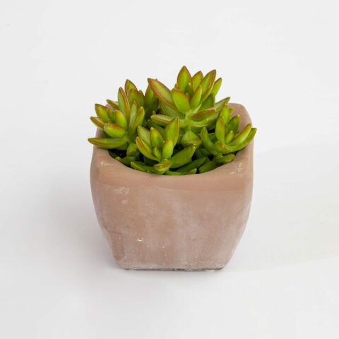 Sedum adolphii "Firestorm"