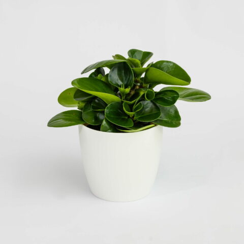 Peperomia obtusifolia