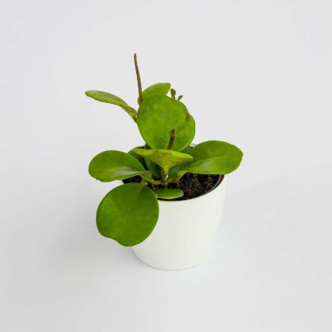 Hoya kerrii "Plus"