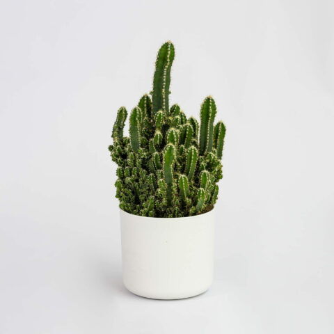 Cereus peruvianus "Paolina"