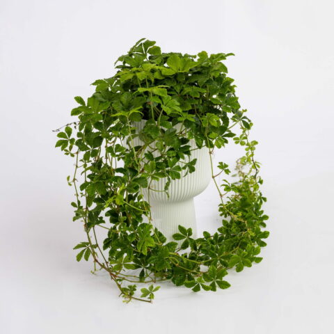 Cissus striata