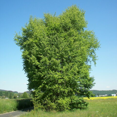 Populus tremula