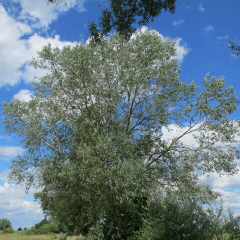 Populus alba