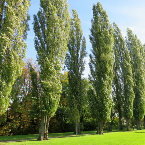 Populus nigra "Italica"