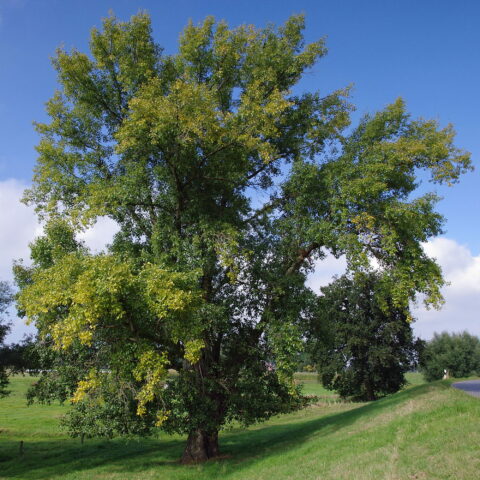 Populus nigra