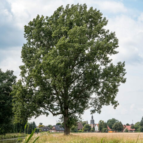 Populus x canadensis