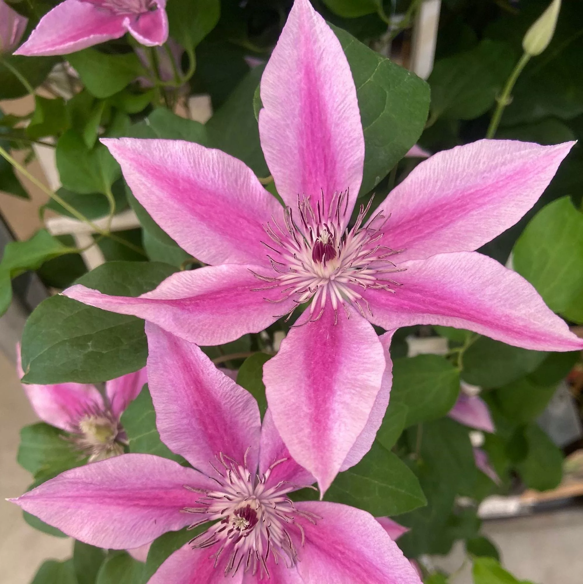 Clematis boulevard "Yuan"