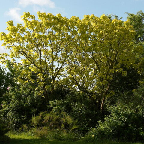 Catalpa bignonioides "Aurea"