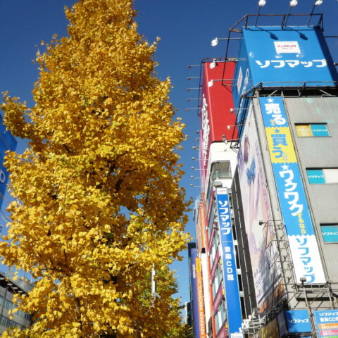 Ginkgo biloba "Pyramidalis"