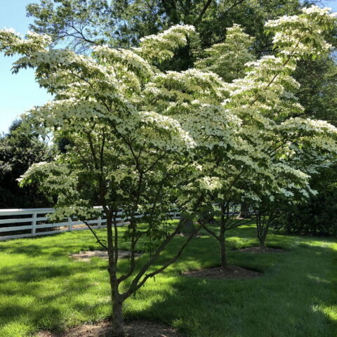 Cornus kousa