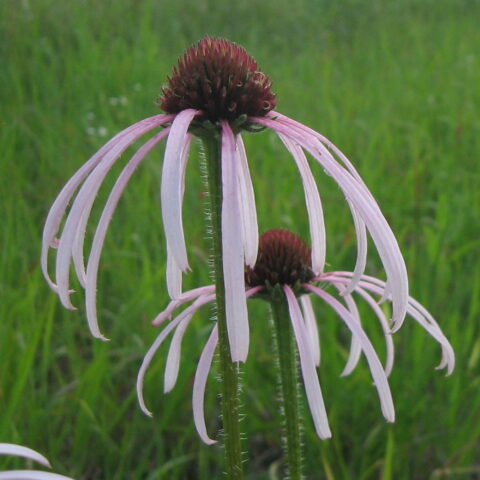 Echinacea simulata