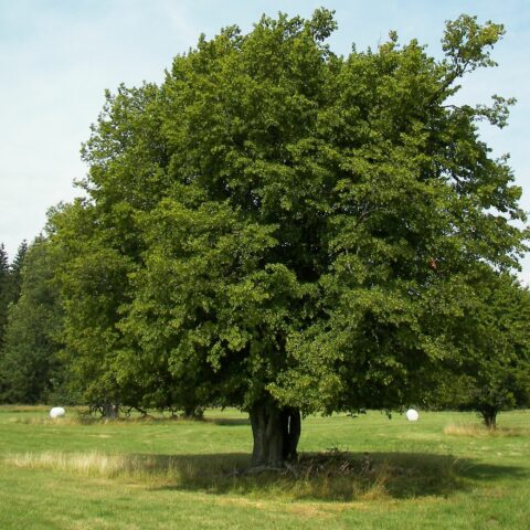 Carpinus betulus