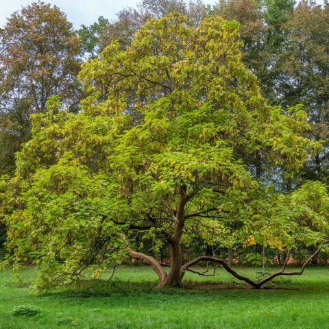 Catalpa bignonioides