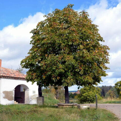 Aesculus hippocastanum