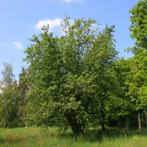 Alnus incana