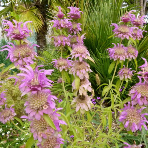 Monarda punctata