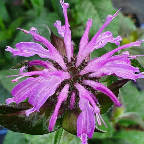 Monarda "Blue Moon"