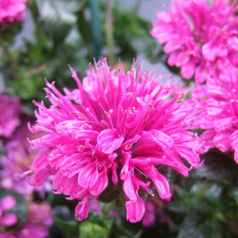 Monarda didyma "Purple Lace"