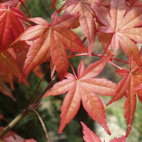 Acer palmatum "Beni-maiko"