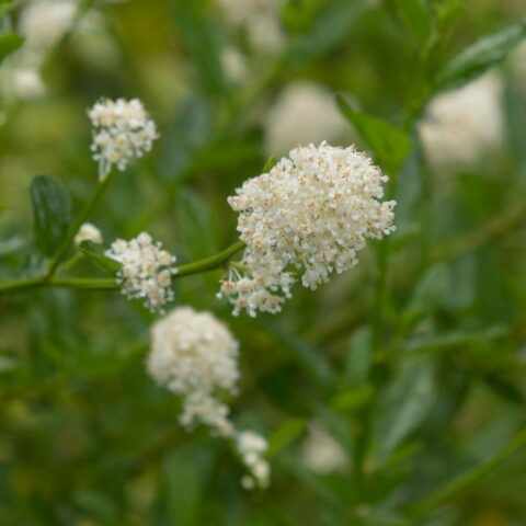 Ceanothus thyrsiflorus "Millerton Point"