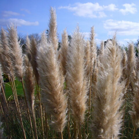 Cortaderia selloana "Pumila"