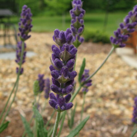 Lavandula angustifolia "Hidcote Blue"